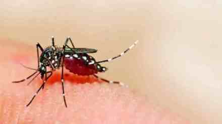 dengue cases Rise in nagpur| Nagpur Municipal Corporation | Chikungunya