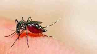Nagpur, Dengue, 125 Doctors Affected by dengue Chikungunya, Chikungunya, Medical and Mayo hospitals, doctors affected, outbreak, pest control,