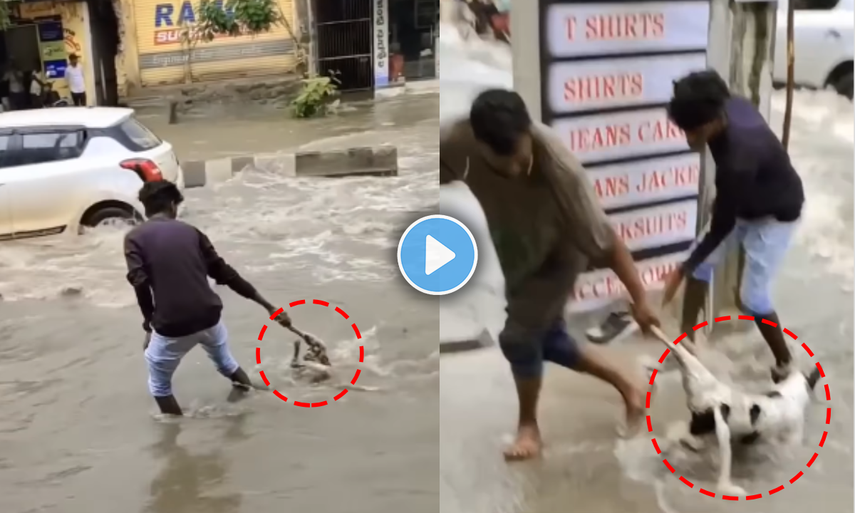 Viral Video of a dog drowning in flooded water saved by men viral on ...