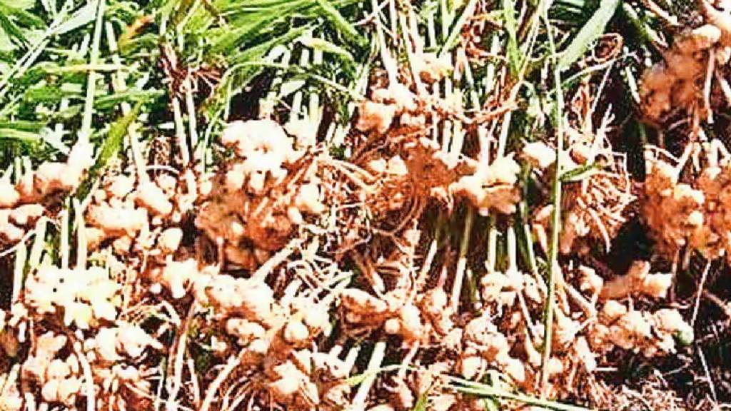 how to plant grow and care for ginger