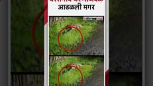 forest department officials managed to capture the crocodile found on the wall of Varasgaon dam