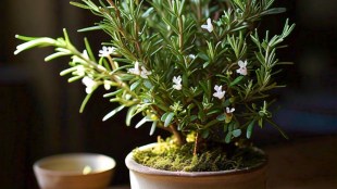 how to use rosemary oil for hair