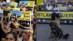 Turkey introduces controversial bill targeting stray dogs