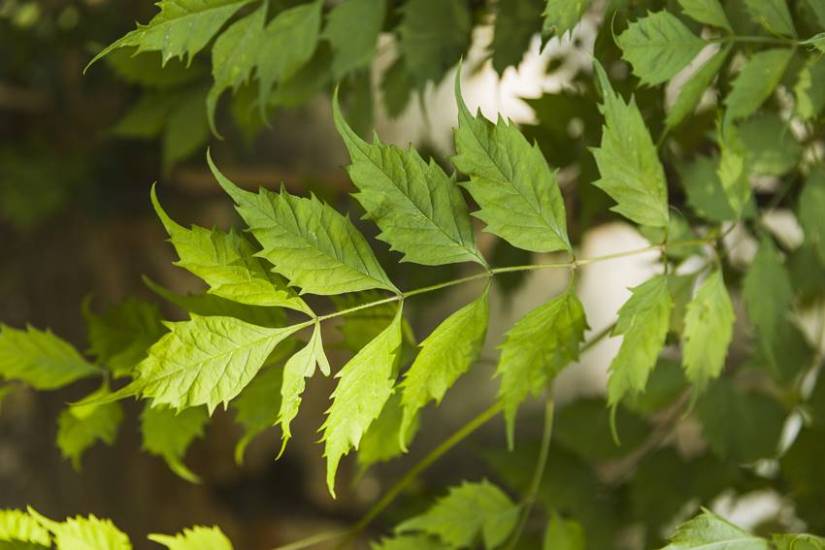Use of neem for dark spots