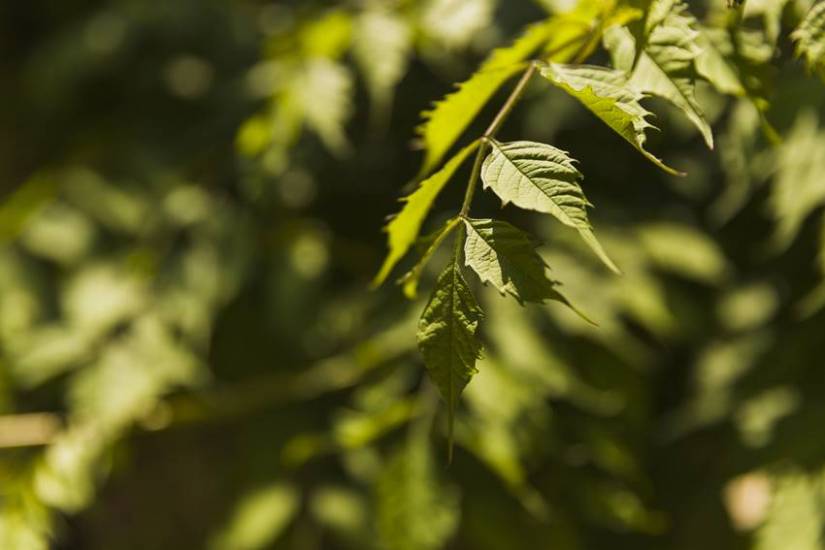 how to make neem face pack