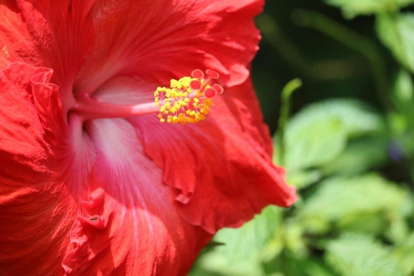 Hibiscus benefits for the skin