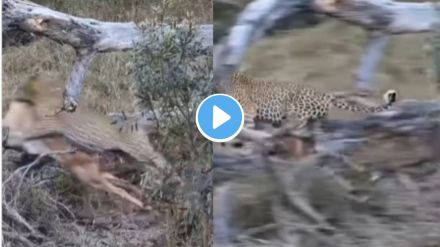 leopard Viral Video
