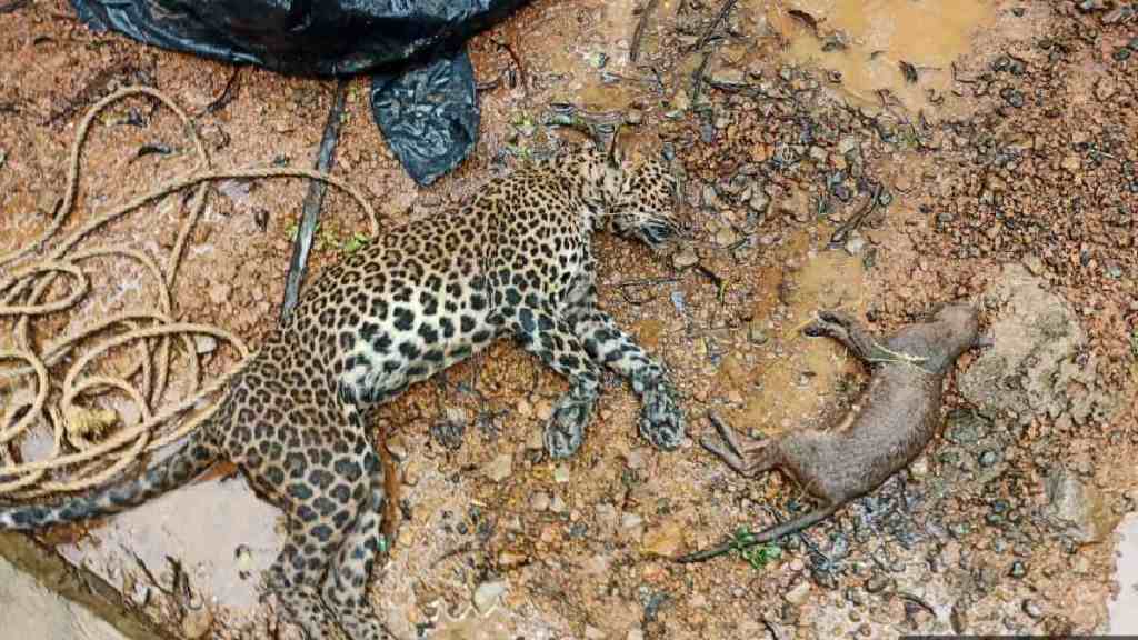Rajapur, leopard death, suffocation, sewage tank, Raipatan, Forest Department, postmortem, animal officer, wildlife incident, Maharashtra,