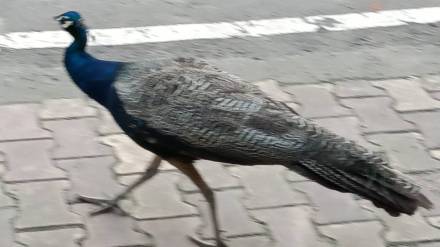peacocks die of electrical shock in bhadravati city