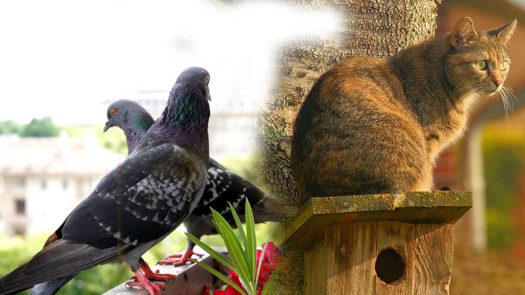iit bombay researchers discover with help of robots how animals find their way back home