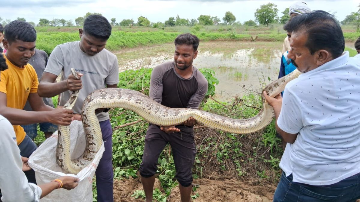 Smith Farm Python While the plantation work was going on a big python came out | अरे ...