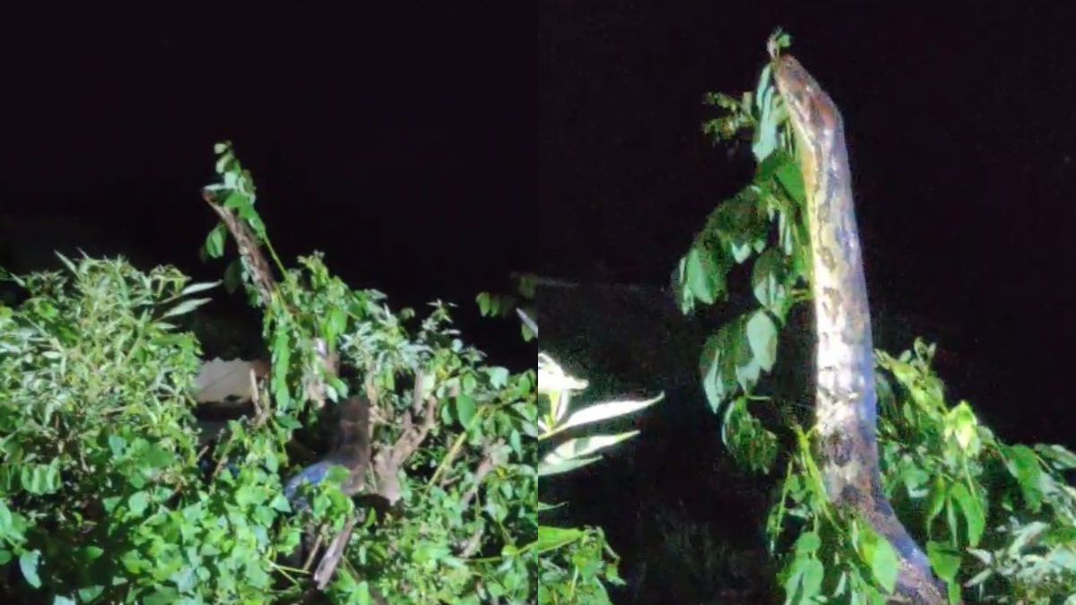 Khareghat Colony Python Varanavati is relaxed due to the capture of the python while the Karnal ...