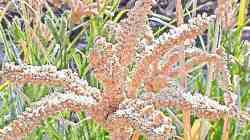 आरोग्यदायी नाचणीची लागवड