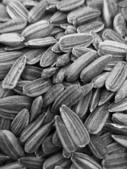 Healthy-secrets-hidden-in-sunflower-seeds