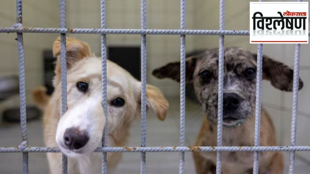 turki 40 lakh dogs death turki 40 lakh dogs death