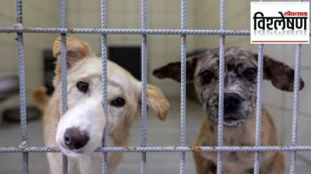 turki 40 lakh dogs death