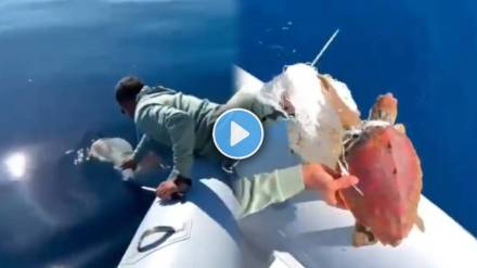 video shows man rescuing turtle trapped in plastic fishing net