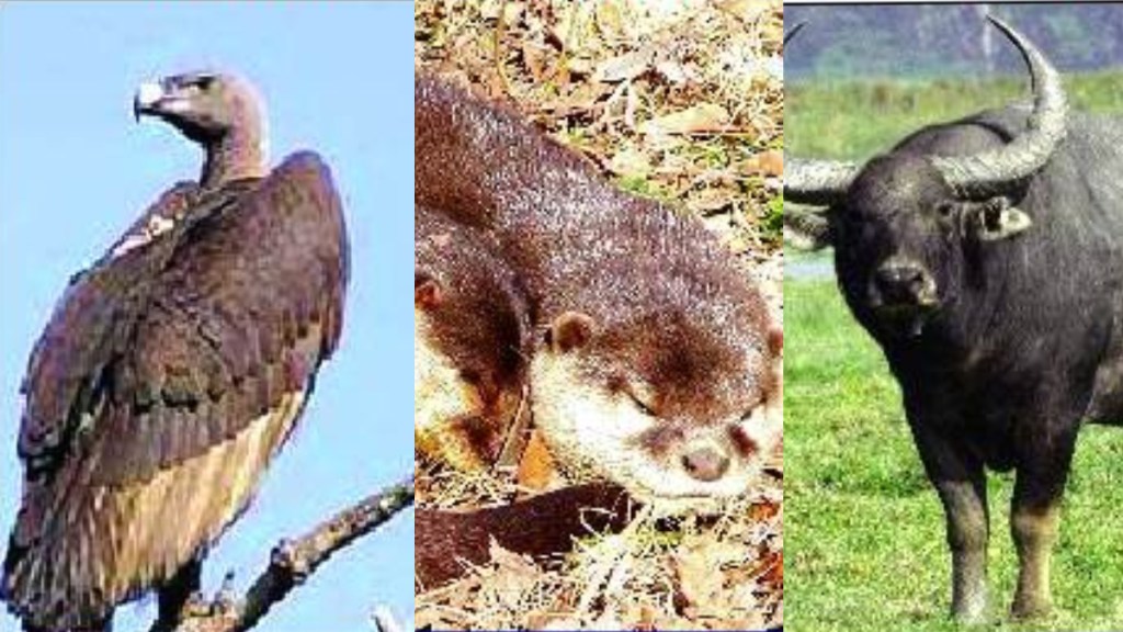 Water cat vulture buffalo breeding center in Maharashtra state