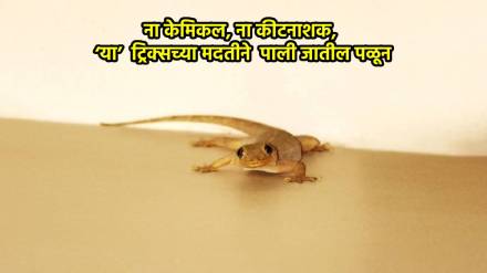 Kitchen Jugaad 6 easy ways to keep lizards out of your kitchen home in marathi Kitchen Jugaad 6 easy ways to keep lizards out of your kitchen home in marathi