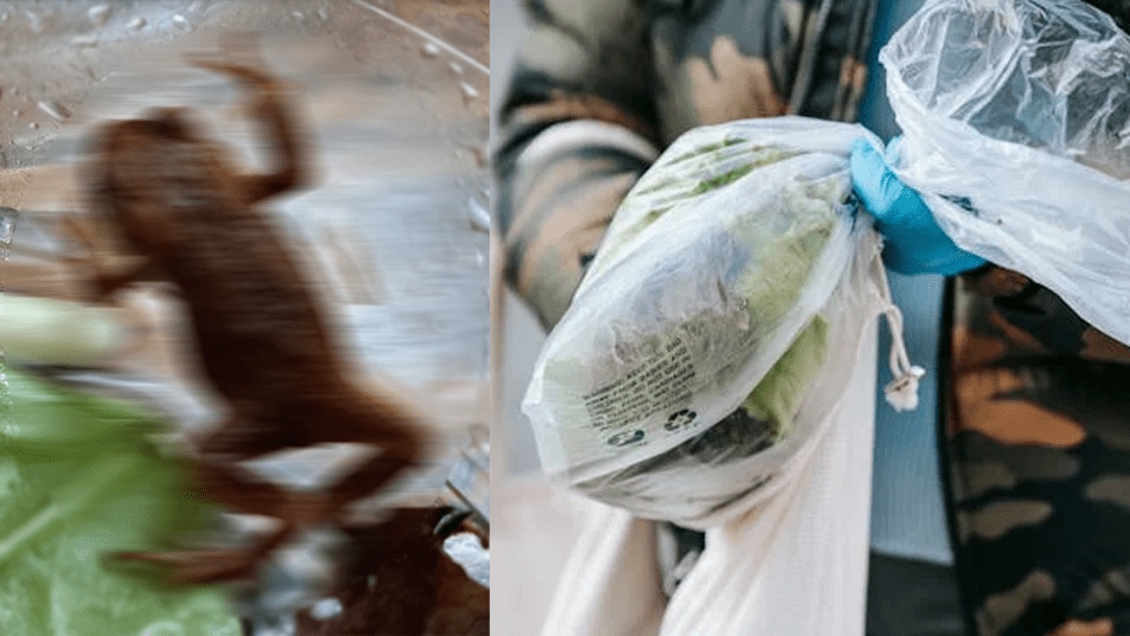Live toad frog found inside the salad pouch which purchased from supermarket post went viral Live toad frog found inside the salad pouch which purchased from supermarket post went viral