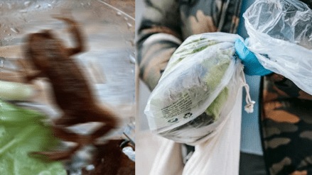 Live toad frog found inside the salad pouch which purchased from supermarket post went viral Live toad frog found inside the salad pouch which purchased from supermarket post went viral