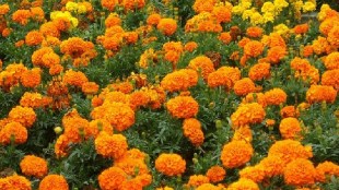 during Lakshmi Puja approaching demand for flowers has surged leading to increased prices