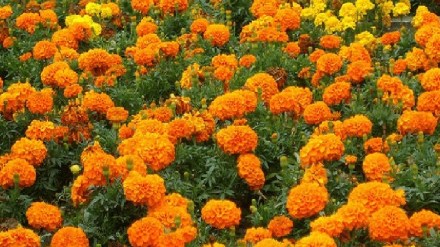during Lakshmi Puja approaching demand for flowers has surged leading to increased prices