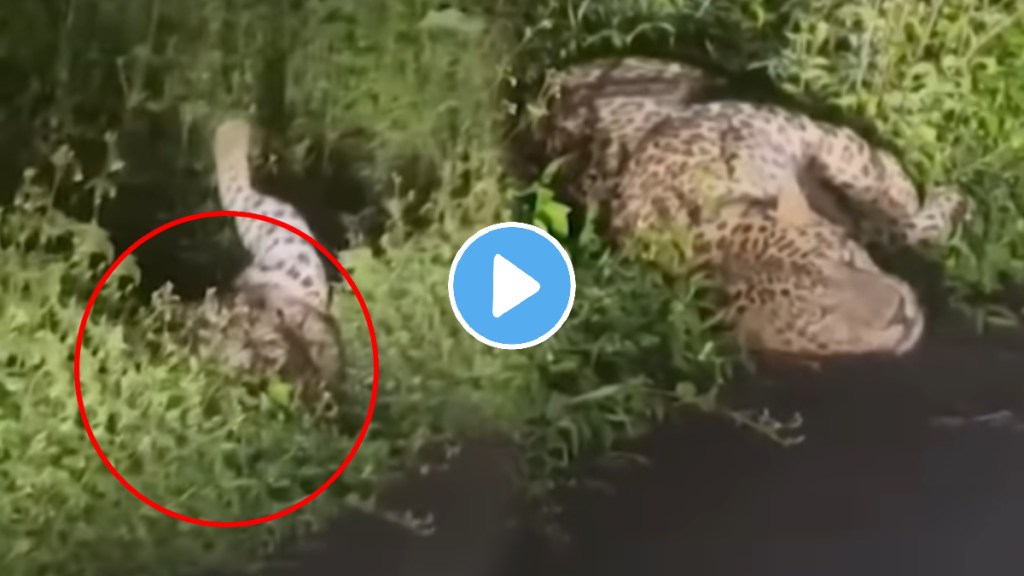 Mumbai: Leopard Spotted Rolling & Relaxing In Bushes Of Aarey Milk Colony Mumbai: Leopard Spotted Rolling & Relaxing In Bushes Of Aarey Milk Colony