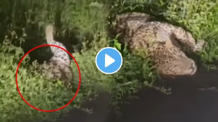 Mumbai: Leopard Spotted Rolling & Relaxing In Bushes Of Aarey Milk Colony Mumbai: Leopard Spotted Rolling & Relaxing In Bushes Of Aarey Milk Colony