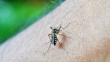 cases of dengue, Mumbai, chikungunya, lepto,