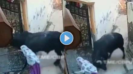 The bull honked at the old woman video