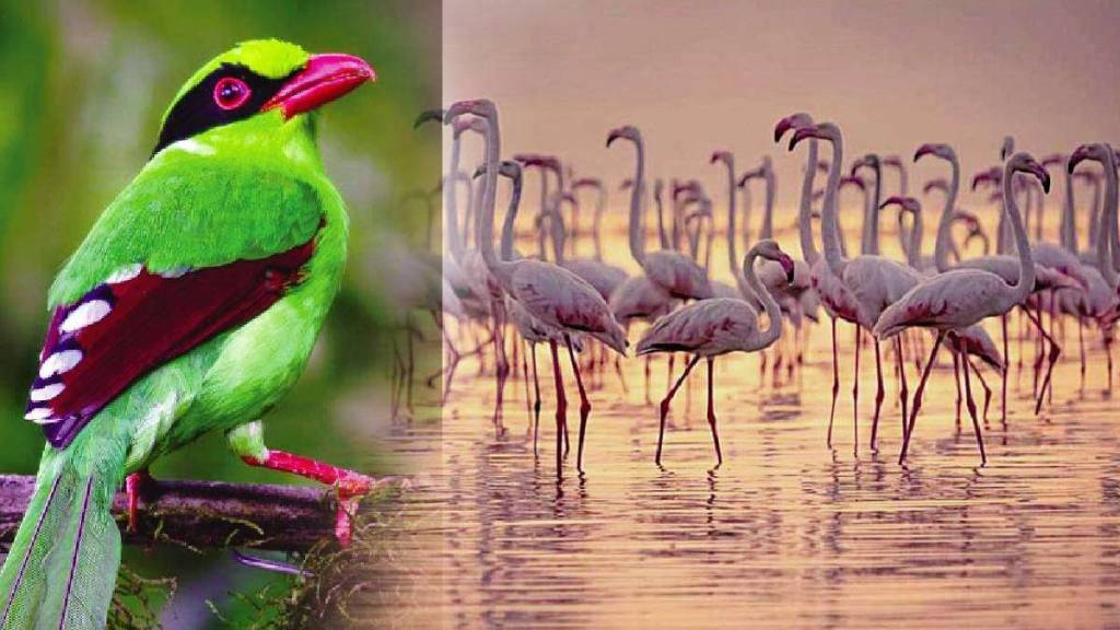 Bird Sanctuary Tourism marathi news