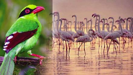 Bird Sanctuary Tourism marathi news