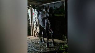 ox died Shirasgaon, aggressive ox Shirasgaon,