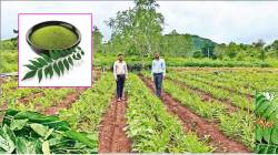 लोकशिवार: कढीपत्त्याची पावडर !