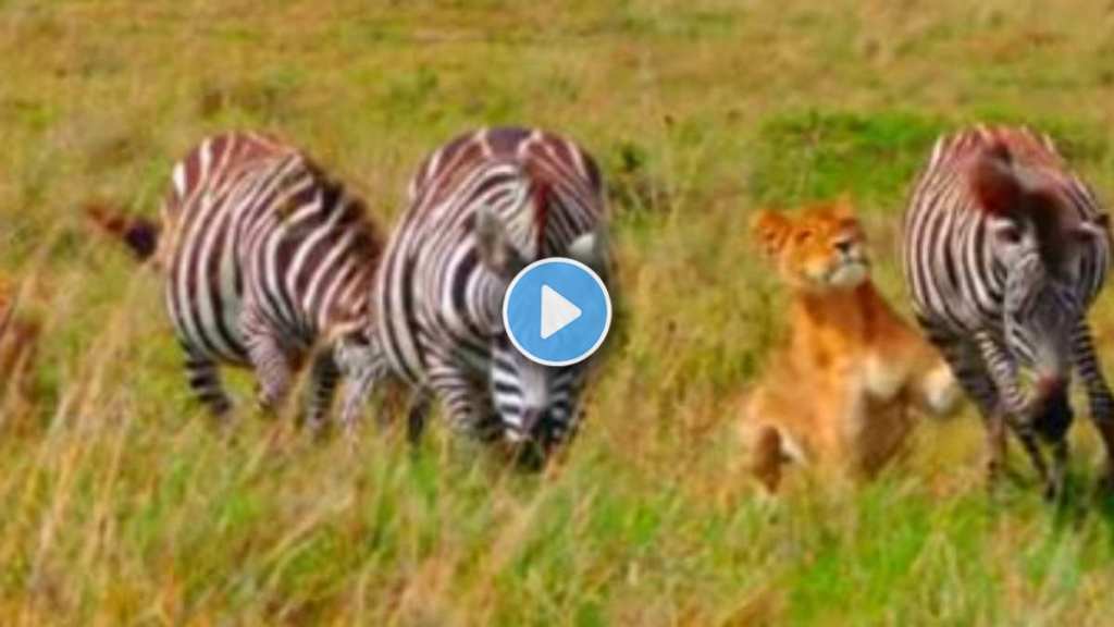 Lion to attack two Zebra Lion to attack two Zebra