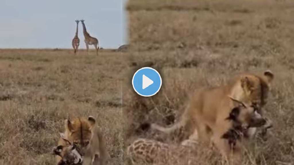 Lion attacks giraffe Lion attacks giraffe