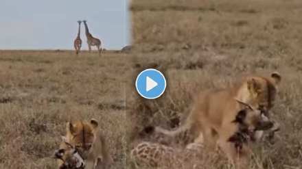 Lion attacks giraffe Lion attacks giraffe