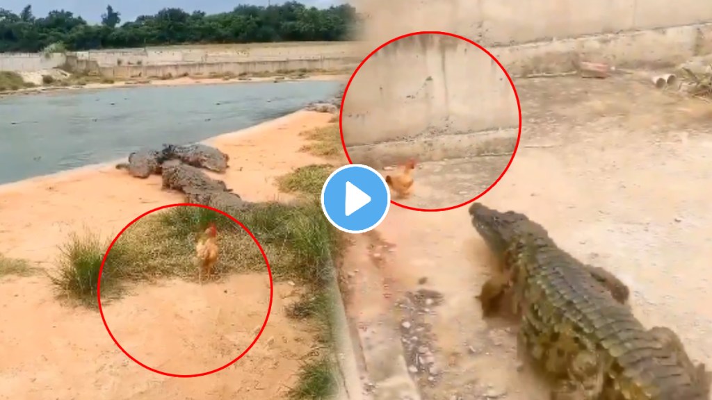 Viral video hen gave a crocodile a shock you will be shocked to see what happened next Viral video hen gave a crocodile a shock you will be shocked to see what happened next