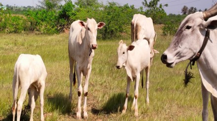 Goshalas, Maharashtra, Goshalas subsidy, Goshalas, Maharashtra, Goshalas subsidy,