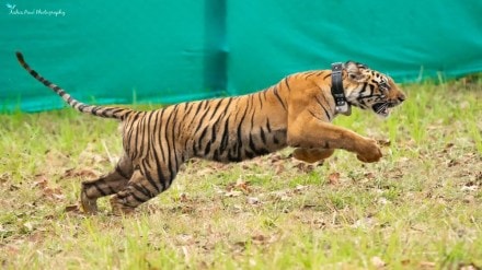 tigress, Gondia, Navegaon Bandh Tiger Reserve,