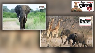 elephant census