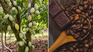 Which country produces the most chocolate