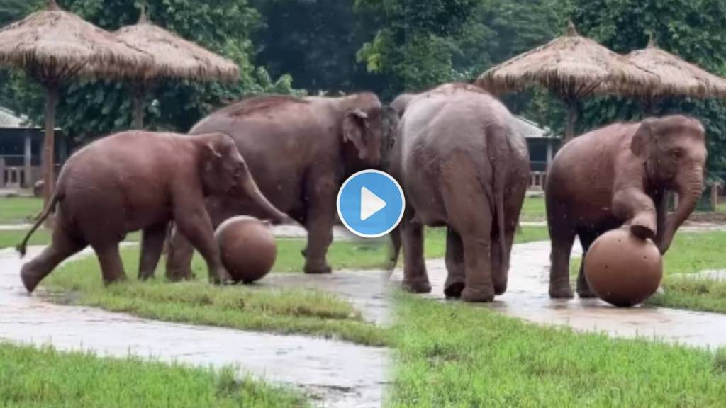 baby elephant trying to play football baby elephant trying to play football