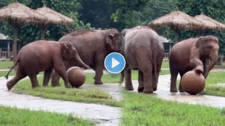 baby elephant trying to play football baby elephant trying to play football