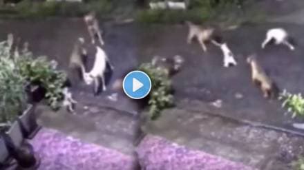 cat saves from pack of 4 dogs cat saves from pack of 4 dogs