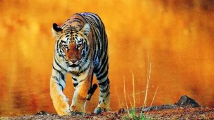 tadoba andhari tiger reserve marathi news