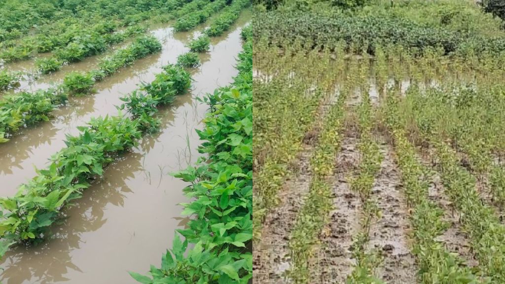 Heavy rains in Buldhana district cause severe damage to crops Heavy rains in Buldhana district cause severe damage to crops