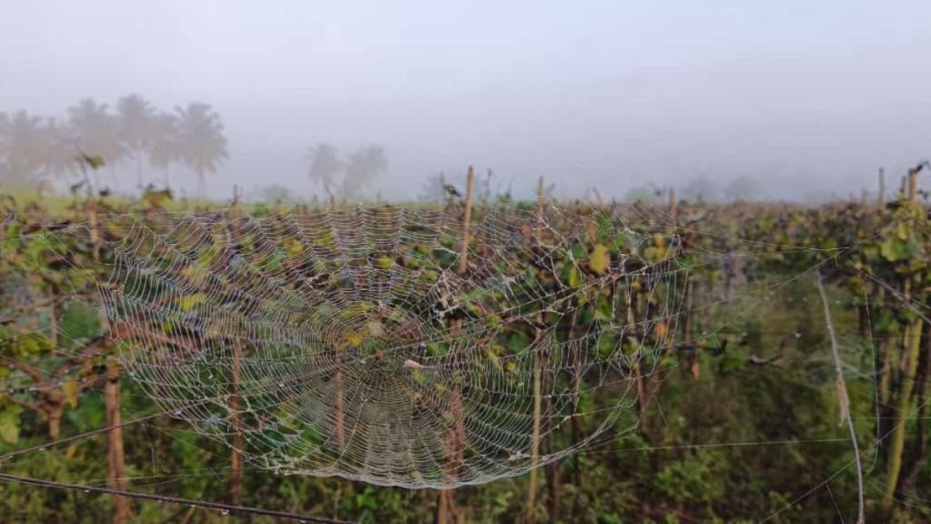 Various diseases on crops due to mixed climate