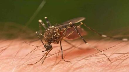 From January 1 to October 14 dengue cases increased slightly but death rate is alarming